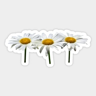 Daisies - Three Daisies In a Row Sticker